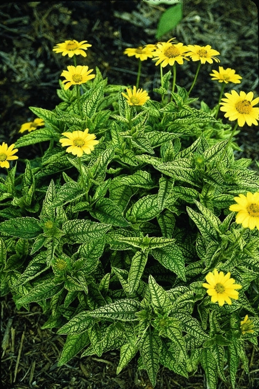 Image of Heliopsis helianthoides 'Loraine Sunshine' PP 10,690|Juniper Level Botanic Gdn, NC|JLBG