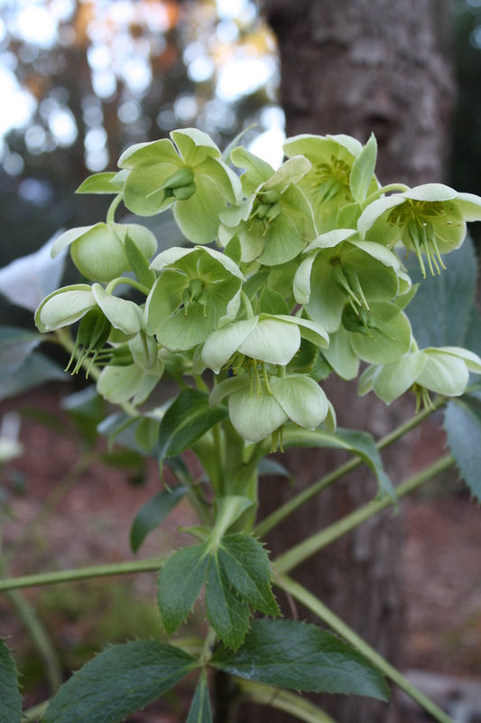 Image of Helleborus argutifolius Majorca form|Juniper Level Botanic Gdn, NC|JLBG