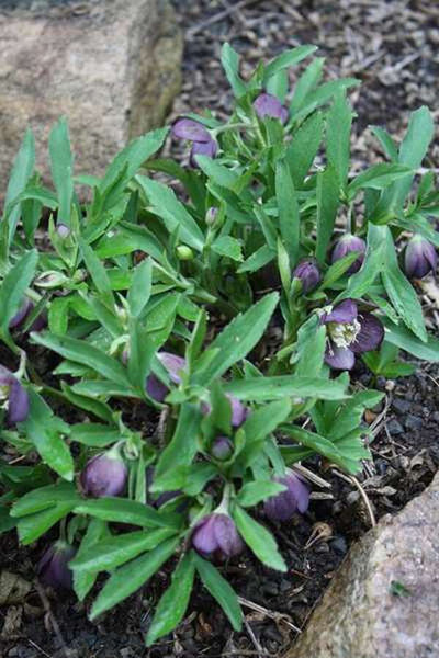 Helleborus-croaticus-coll-