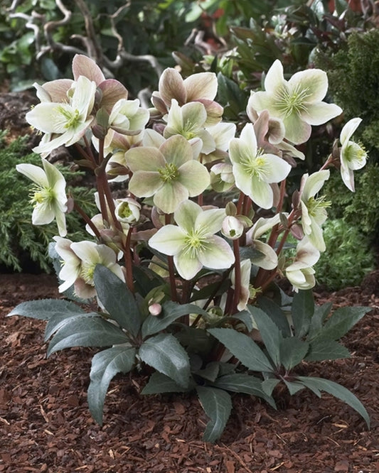 Image of Helleborus x ericsmithii 'Winter Sunshine' PP 20,979|Holland|Bartels Stek