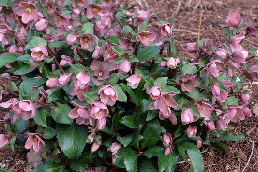 Image of Helleborus x ericsmithii 'Angel Glow' PP 21,093taken at Juniper Level Botanic Gdn, NC