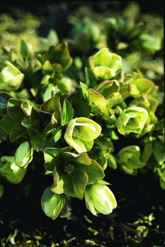 Image of Helleborus x ericsmithii Ashwood Strain|Juniper Level Botanic Gdn, NC|JLBG