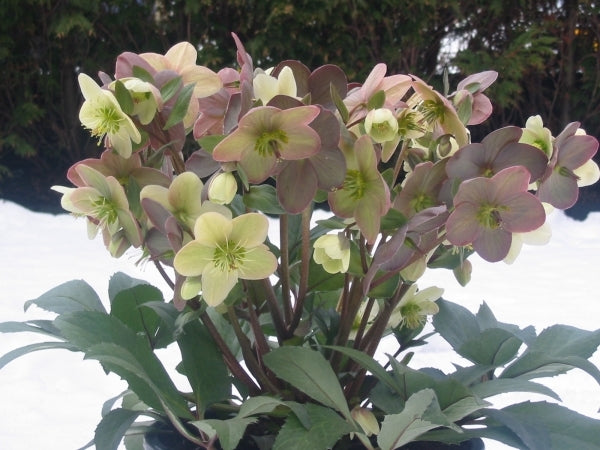 Learn about Helleborus x ericsmithii 'Candy Love' PP 19,413