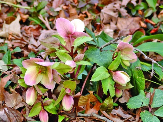 Image of Helleborus x ericsmithii 'HGC Silvermoon' PP 15,639|Pine Knot Farms, VA|Pine Knot Farms