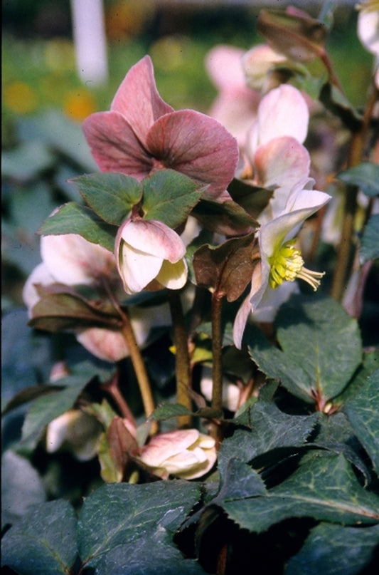 Image of Helleborus x ericsmithii 'Pink Beauty'|Juniper Level Botanic Gdn, NC|JLBG