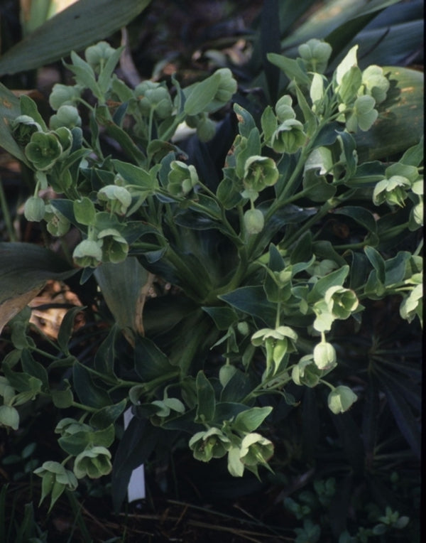 Image of Helleborus foetidus 'Bowles's Cabbage Stalk'|Juniper Level Botanic Gdn, NC|JLBG