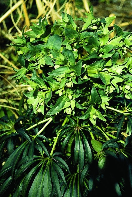 Image of Helleborus foetidus 'Gertrude Jekyll'|Juniper Level Botanic Gdn, NC|JLBG