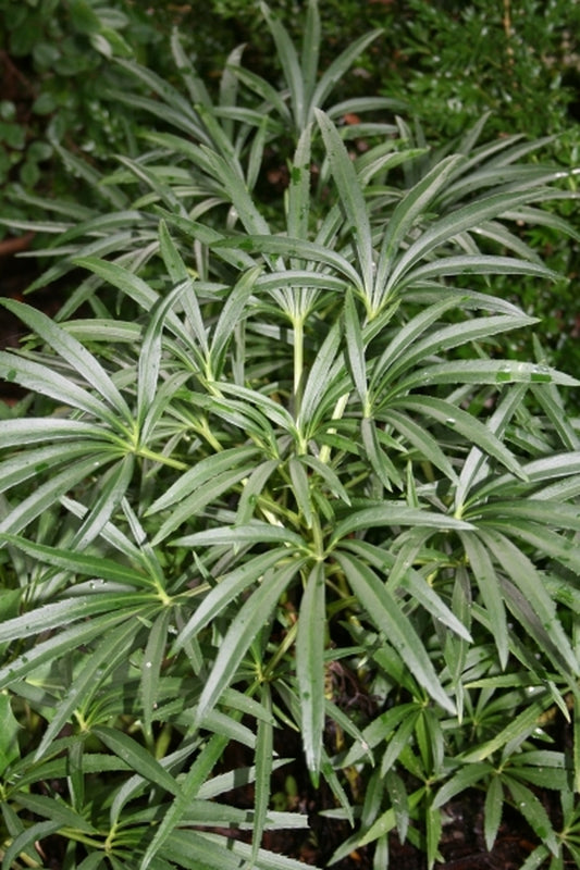 Image of Helleborus foetidus 'Green Giant'|Juniper Level Botanic Gdn, NC|JLBG