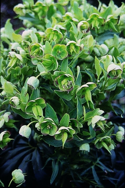 Image of Helleborus foetidus 'Sienna'|Juniper Level Botanic Gdn, NC|JLBG