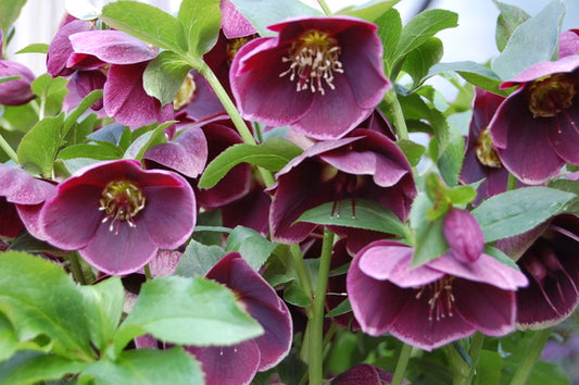 Image of Helleborus x hybridus 'Amethyst Glow' by Northwest Garden Nursery
