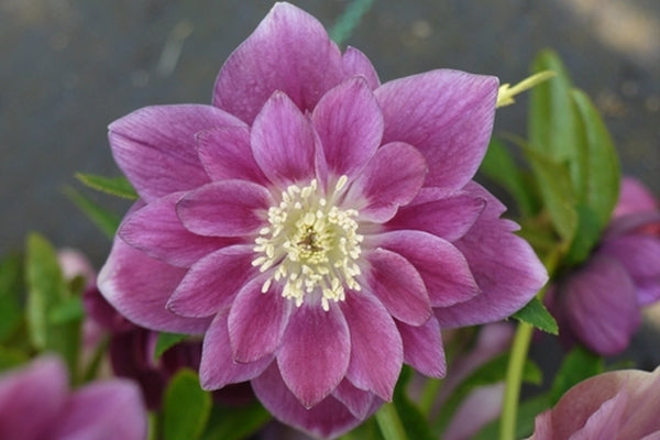 Image of Helleborus x hybridus 'Berry Swirl'taken at NW Garden Nsy, OR by E. O'Byrne