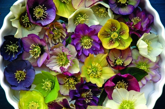 Image of Helleborus x hybridus Brandywine Strain|D. Culp Gdn, PA|D. Culp
