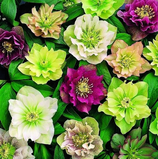 Image of Helleborus x hybridus Double Queen Strain|Northwest Bulb, OR|R. Heuermann