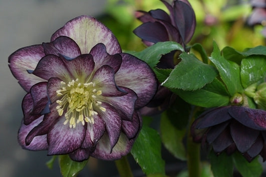 Image of Helleborus x hybridus 'Harlequin Gem'taken at NW Garden Nsy, OR by E. O'Byrne
