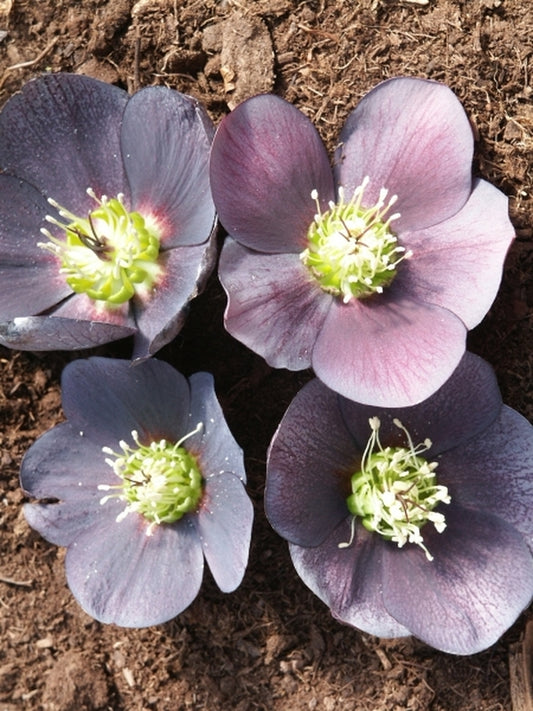 Image of Helleborus x hybridus Heronswood Black Purple Strain 2 QT|Juniper Level Botanic Gdn, NC|JLBG