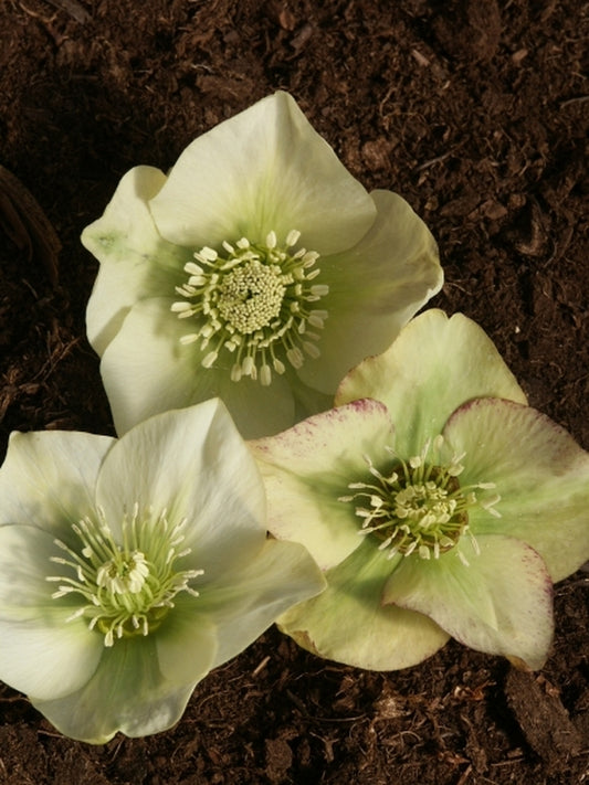 Image of Helleborus x hybridus Heronswood Creamy Yellow Mix|Juniper Level Botanic Gdn, NC|JLBG