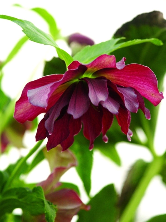 Image of Helleborus x hybridus Heronswood Double Lavender Strain 2 QT|Juniper Level Botanic Gdn, NC|JLBG