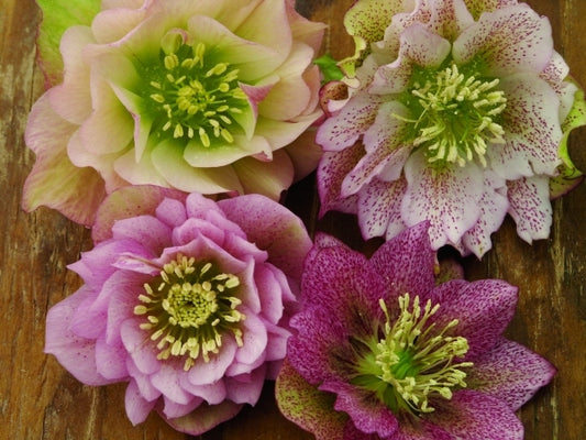 Image of Helleborus x hybridus Heronswood Double Pink Strain 2 QT|Juniper Level Botanic Gdn, NC|JLBG