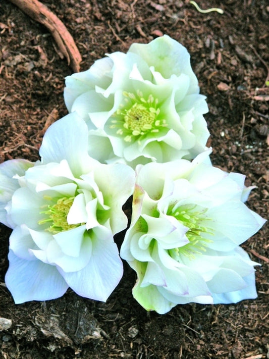 Image of Helleborus x hybridus Heronswood Double White Strain 2 QT|Juniper Level Botanic Gdn, NC|JLBG