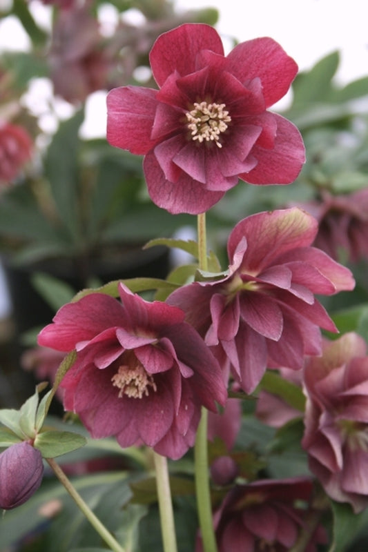 Image of Helleborus x hybridus Kingston Cardinal 2 QT|Juniper Level Botanic Gdn, NC|JLBG