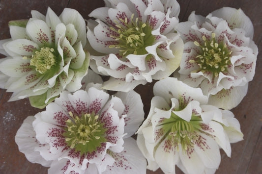 Image of Helleborus x hybridus Mardi Gras Double White w/ Red Spots 3|Juniper Level Botanic Gdn, NC|JLBG