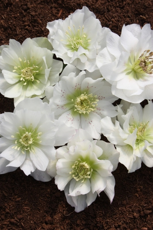 Image of Helleborus x hybridus PDN Double White 2 QT|Juniper Level Botanic Gdn, NC|JLBG