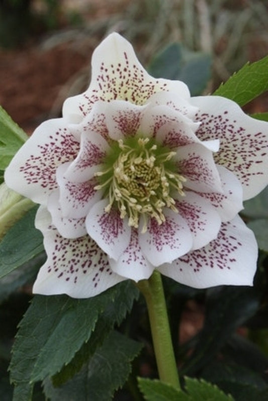 Image of Helleborus x hybridus PDN Double White w/Spots 2 QT|Juniper Level Botanic Gdn, NC|JLBG
