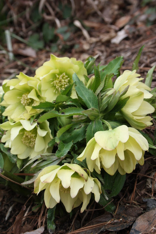 Image of Helleborus x hybridus PDN Double Yellow 2 QT||