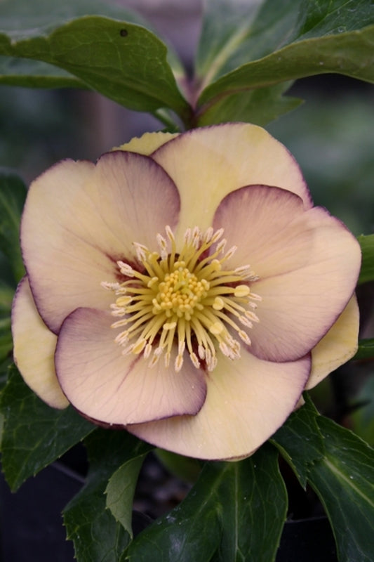 Image of Helleborus x hybridus PDN Peach 2 QT|Juniper Level Botanic Gdn, NC|JLBG