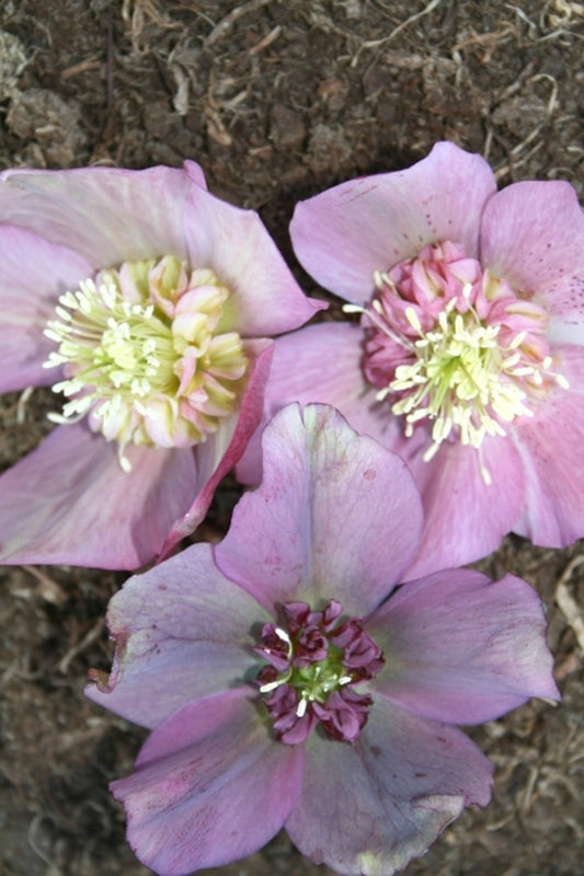Image of Helleborus x hybridus PDN Pink Anemone 2 QT|Juniper Level Botanic Gdn, NC|JLBG