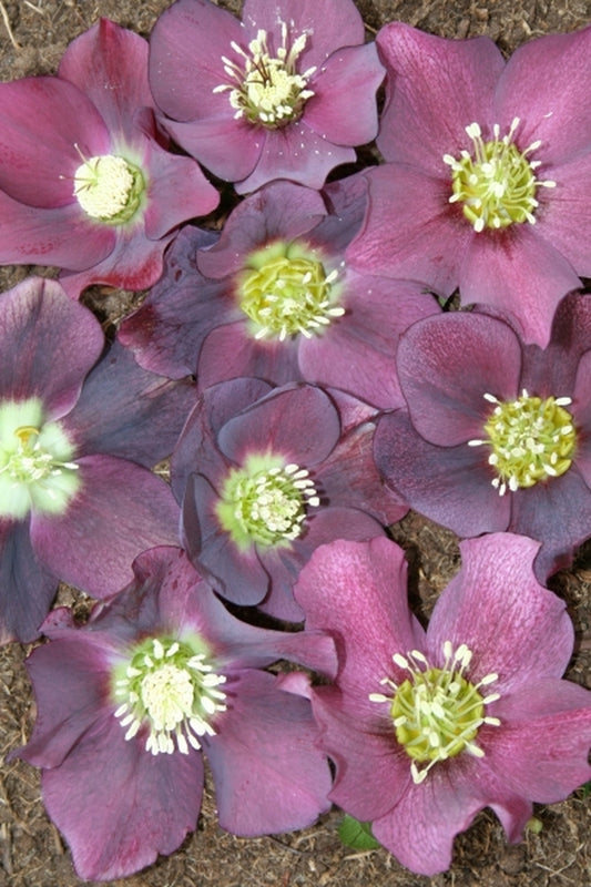 Image of Helleborus x hybridus PDN Violet 2 QT|Juniper Level Botanic Gdn, NC|JLBG