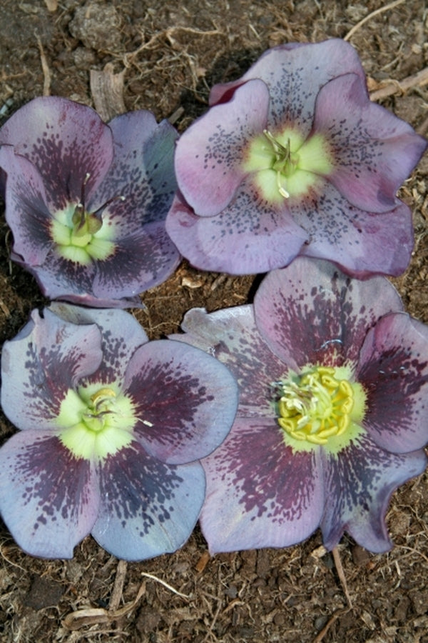Image of Helleborus x hybridus PDN Violet w/ Dark Spots 2 QT|Juniper Level Botanic Gdn, NC|JLBG