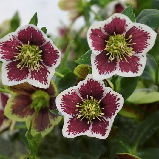 Image of Helleborus x hybridus 'Romantic Getaway' by Walters Gardens