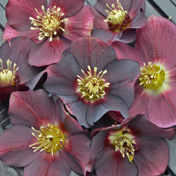 Image of Helleborus x hybridus 'Rome in Red' by Walters Gardens