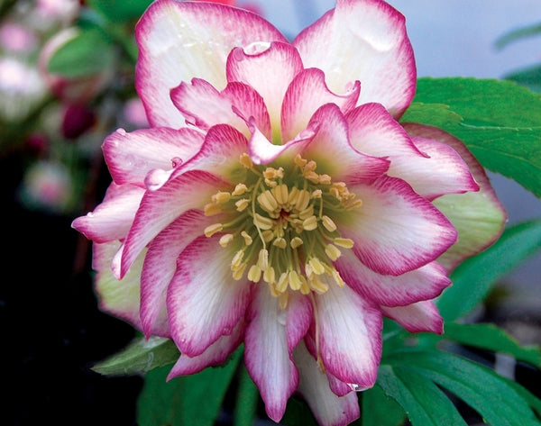 Image of Helleborus x hybridus 'Rose Quartz'taken at Terra Nova Nurseries, OR by Terra Nova Nurseries