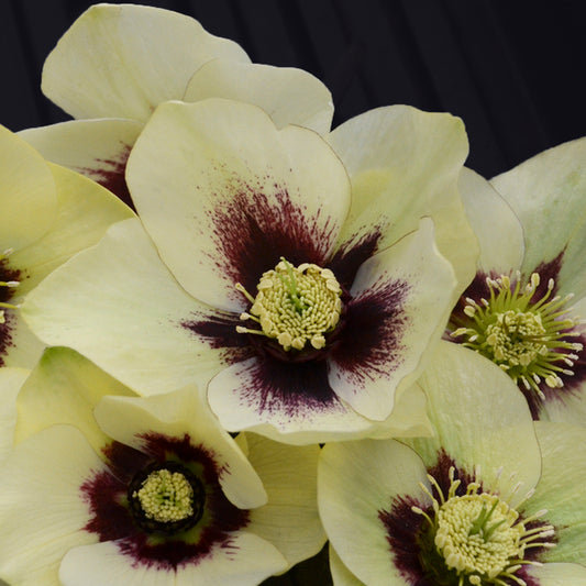 Image of Helleborus x hybridus 'Spanish Flare'taken at Walters Gardens, MI by Walters Gardens