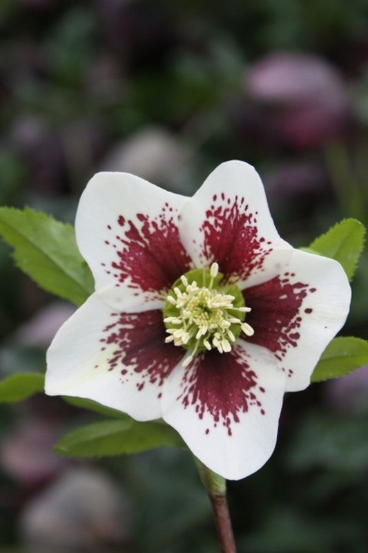 Image of Helleborus x hybridus 'Splashdown' Strain|Juniper Level Botanic Gdn, NC|JLBG