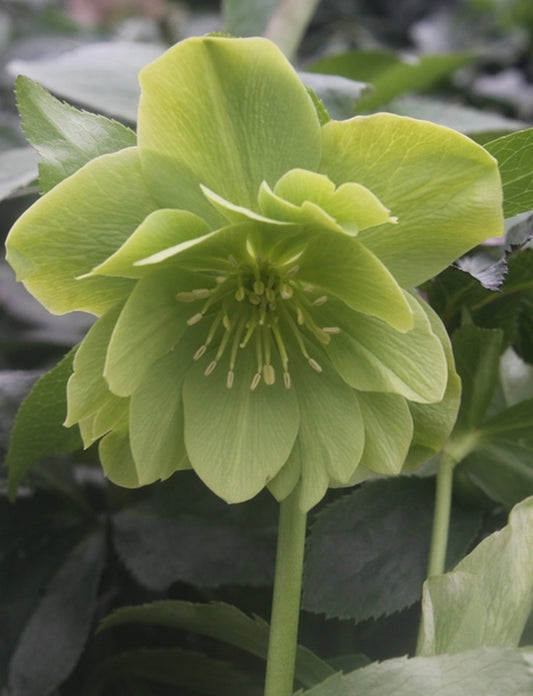 Image of Helleborus x hybridus 'Winter Delights Double Green' 