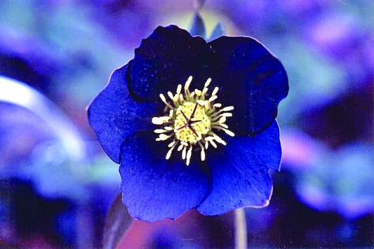 Image of Helleborus x hybridus 'Winter Dream Black'|Miyosi, Japan|Pine Knot Farms