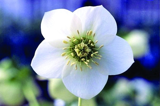 Image of Helleborus x hybridus 'Winter Dream Pure White'|Miyosi, Japan|Pine Knot Farms
