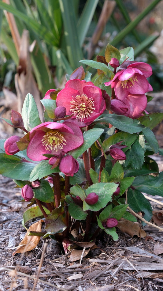 Image of Helleborus x iburgensis 'Charmer' PP 29,873|Juniper Level Botanic Gdn, NC|JLBG