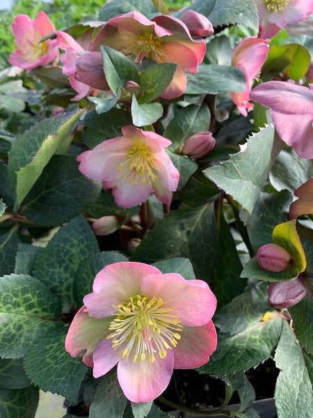 Image of Helleborus x iburgensis 'Cheryl's Shine' PP 28,009|Juniper Level Botanic Gdn, NC|C. Hardison