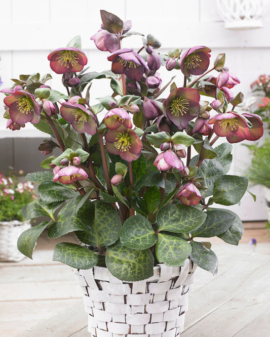 Image of Helleborus x iburgensis 'Dana's Dulcet' PP 27,970||Pacific Plug & Liner