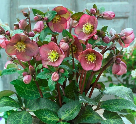 Image of Helleborus x iburgensis 'Pippa's Purple' PP 27,121|Pacific Plug & Liner, CA|Pacific Plug & Liner