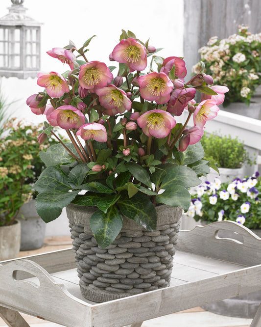 Image of Helleborus x iburgensis 'Sally's Shell' PP 28,038||Pacific Plug & Liner