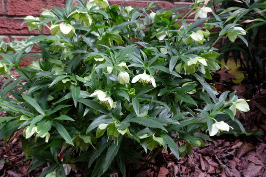 Image of Helleborus liguricus 