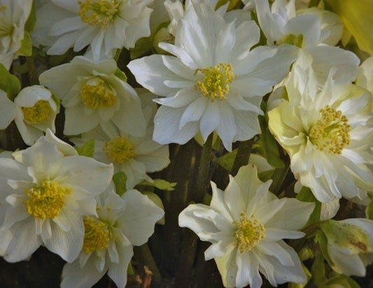 Image of Helleborus niger 'Double Fashion' PPAF|Plants Nouveau, PA|Plants Nouveau