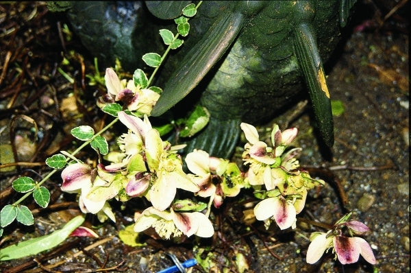 Image of Helleborus x nigercors Ashwood Strain|Heronswood, WA|