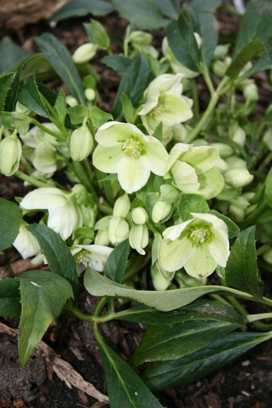 Image of Helleborus x nigercors 'Green Heron'|Juniper Level Botanic Gdn, NC|JLBG