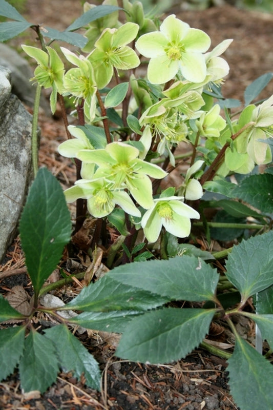 Image of Helleborus x nigercors 'Honeyhill Joy'|Juniper Level Botanic Gdn, NC|JLBG